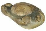 Miocene Fossil Crab (Tumidocarcinus) - New Zealand #145228-2